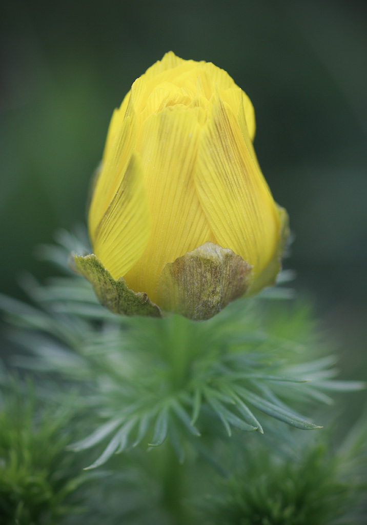 Spring pheasants eye,yellow pheasants eye,False hellebore
